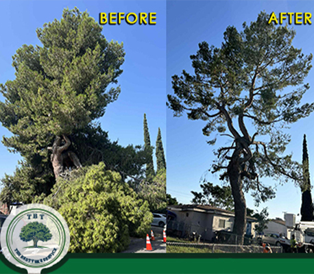 Best tree trimming service in Corona, CA – safe and professional tree care